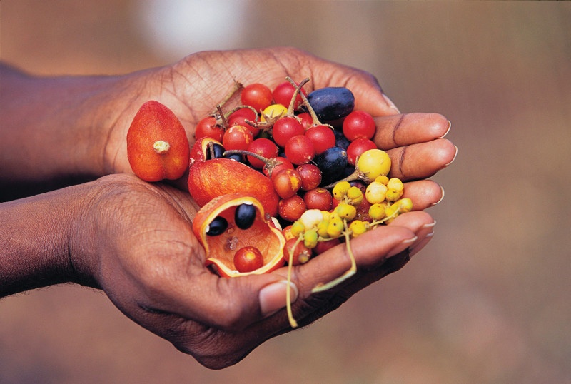 native australian fruits in cupped hands