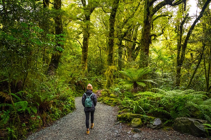 9 things to do new zealand that aren't skiing - woman hiking in a forest