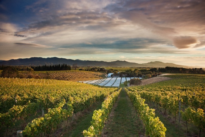 9 things to do new zealand that aren't skiing - Dog Point Winery