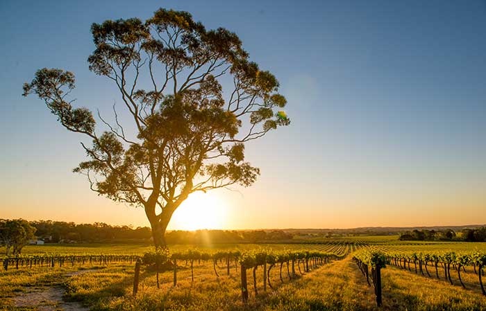 Barossa Valley