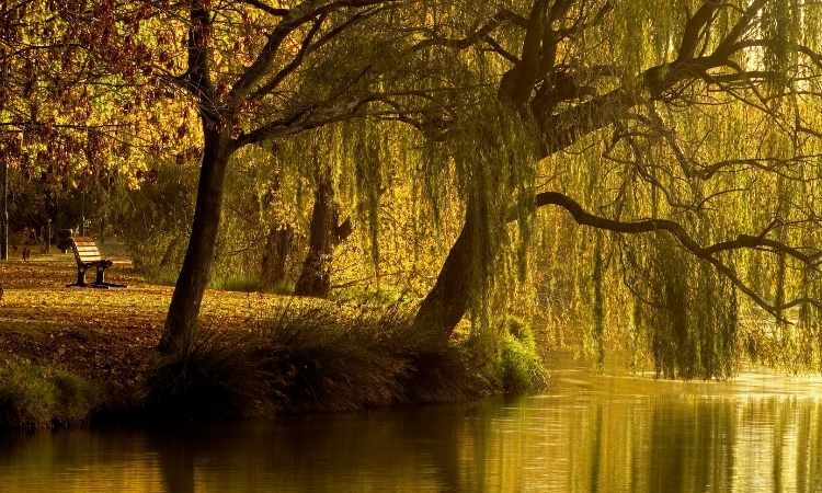 Large trees drooping onto river with bench