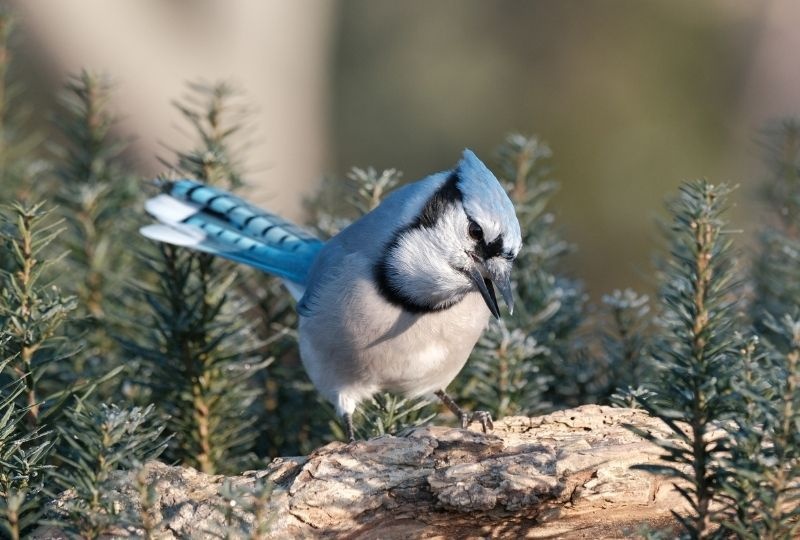 Image of a blue Jay