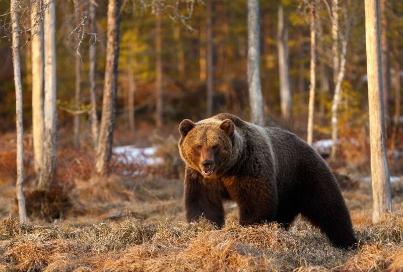 Image of a brown bear in Finland
