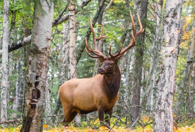 Image of a Bull Elk in Canada