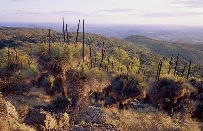 Bunya Mountains