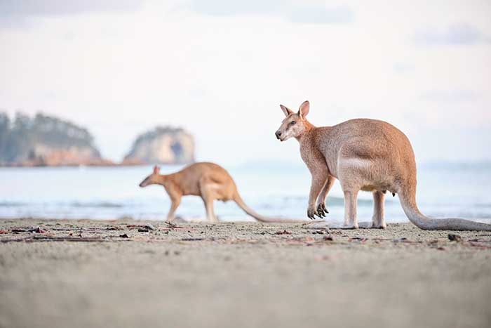 Cape Hillsborough