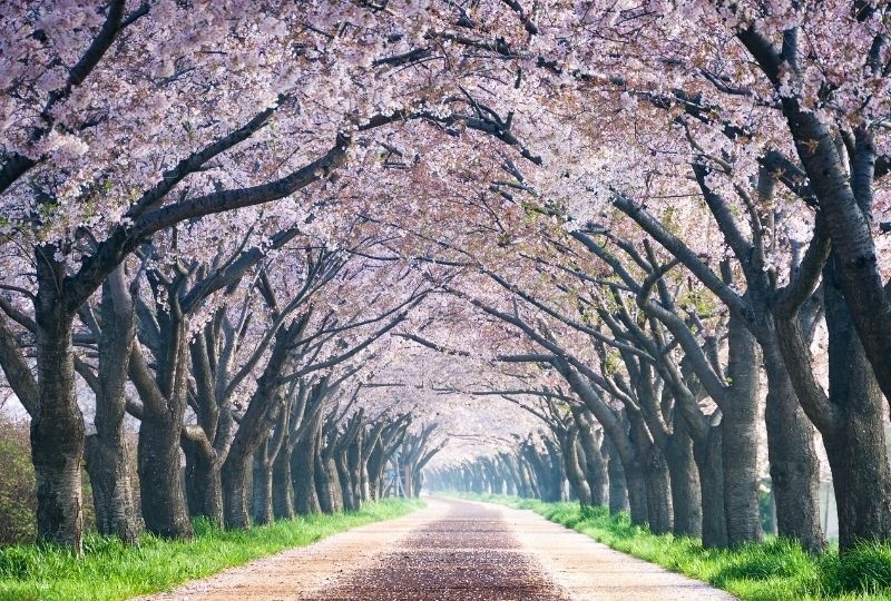 Pathway with cherry blossom trees overhead