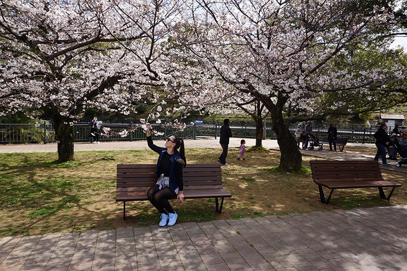 Cherry blossoms in Japan