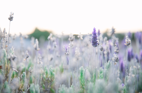 Close-up shot of lavender plants in a field