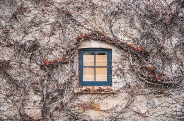 Window on a withered vine-covered wall