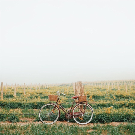 Bike stood in the middle of a flower field
