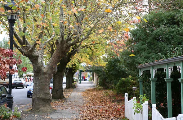  Autumn leaves covering suburban street 
