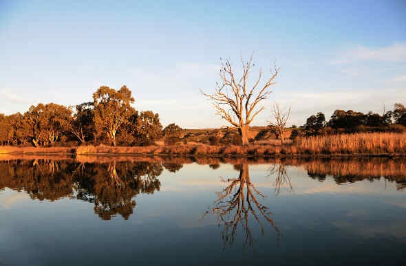 view of murray river lined with trees