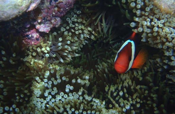  Orange clownfish in coral