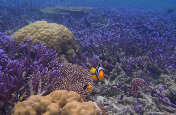  Three clownfish swimming in purple coral 