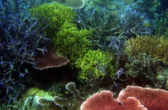  Coral reef at Lankayan island dive resort 