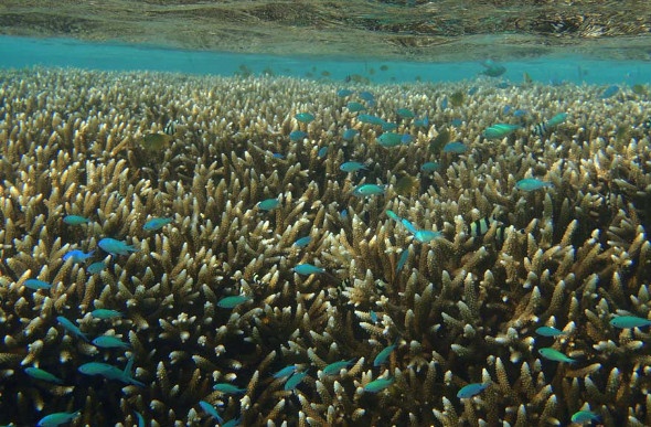  blue fish swimming through coral 