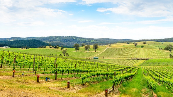  Vineyards in barossa valley