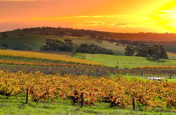 Sun setting over the expansive vineyard of Barossa Valley