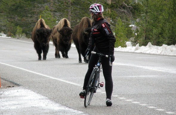  Cyclist looking back at three bulls