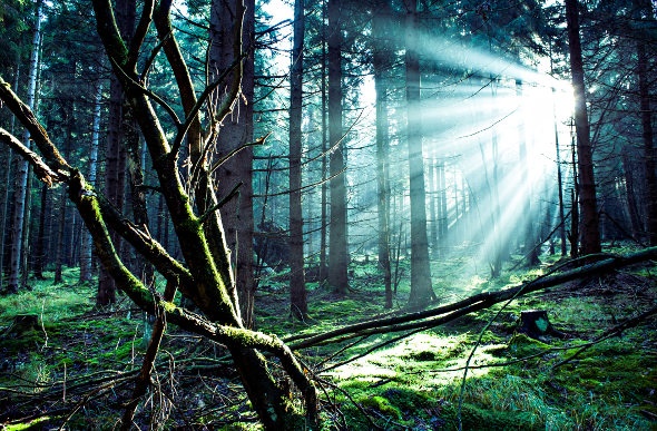  forest showing ray of light in background