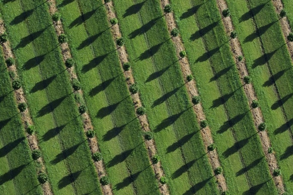 Aerial view of a farm featuring the shadow of the tree