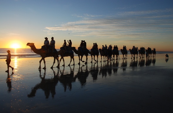  Group riding camels on the beach at sunset 