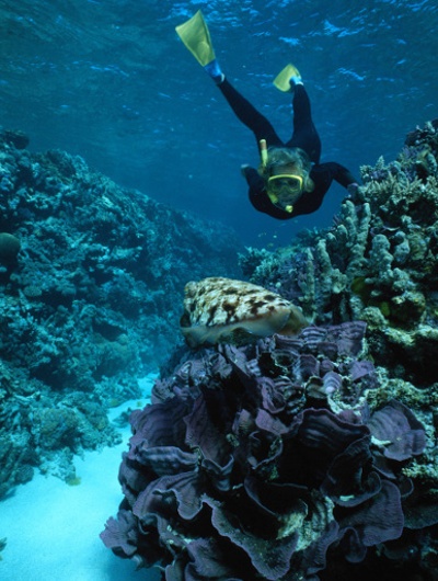 Snorkeler explores underwater coral reefs