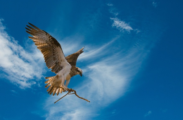  Hawk flying in the sky 
