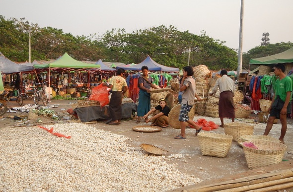  myan women sorting out garlic bulbs in the market street