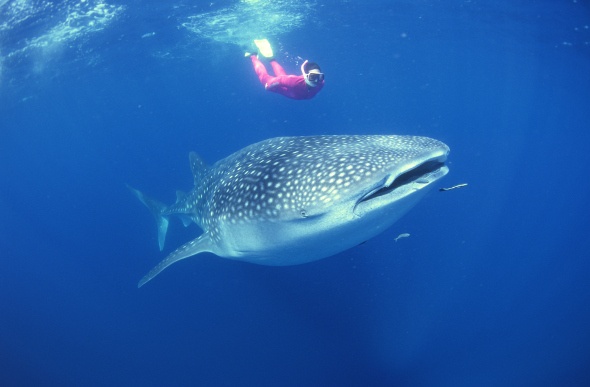 Lady swimming underwater alongside a massive whale