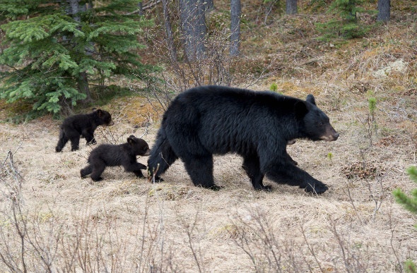 A black bear family in Jasper National Park