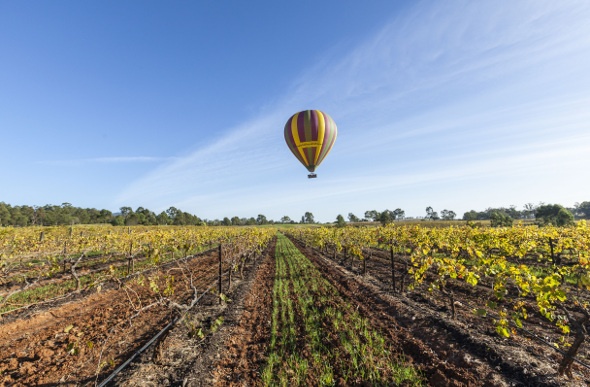  Hot air balloon over vineyard 