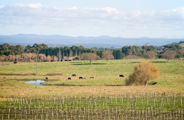 Vineyards and cows in the countryside around the New South Wales town of Berry. 