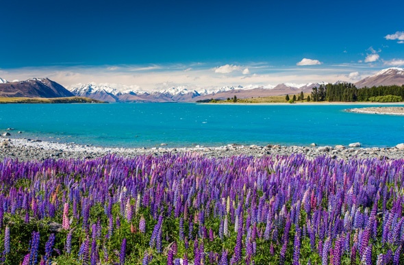 a field full of lavanders, crystal clear lake tekapo, and mountain slopes 