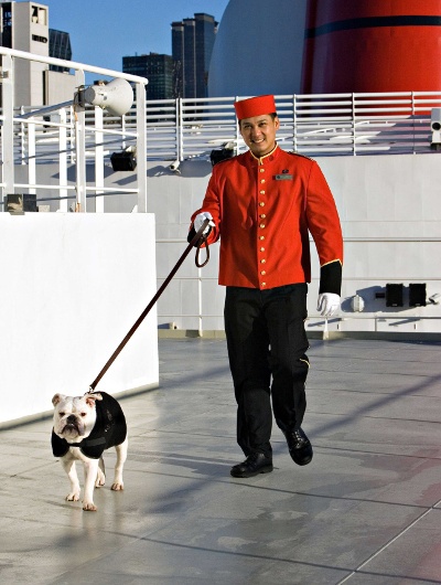 White bulldog on a leash held by a service crew