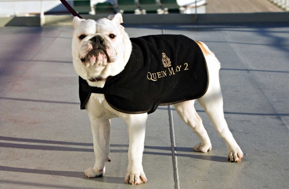 White bulldog wearing a black clothing on a leash