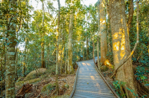  Lamington Park rainforest walking track 