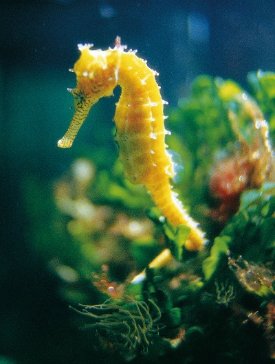 Close-up shot of a yellow seahorse underwater