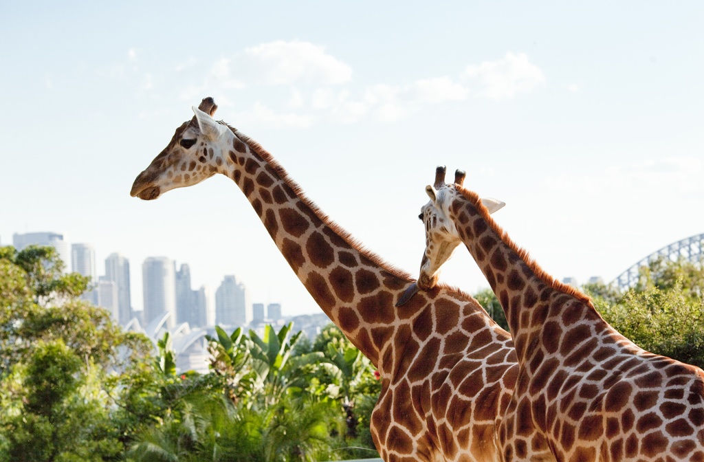 Two Giraffes together at the Taronga zoo