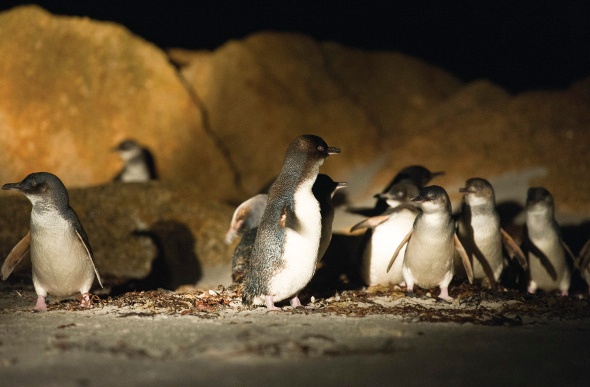 Penguins at night on sand and rock 
