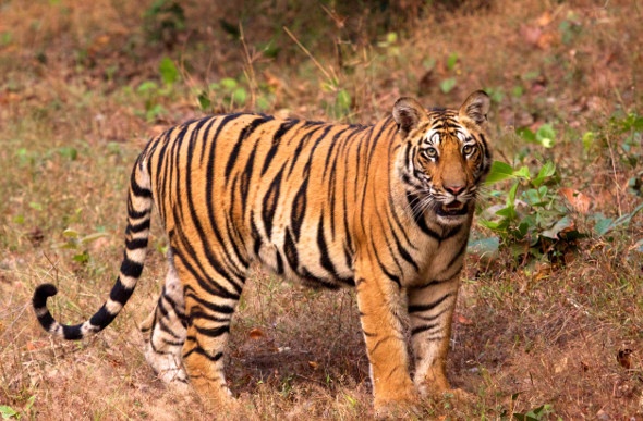  a picture of a tiger walking on the dry grass of the fields