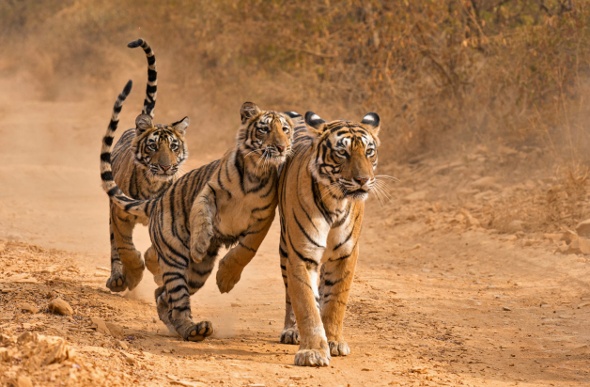 two tiger cubs playing with their mother while walking in the middle of the savannah