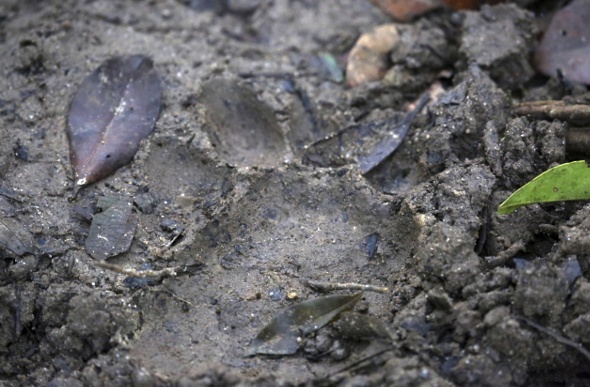  a footprint of a tiger embedded on the muddy ground