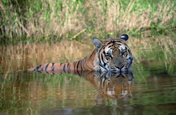  a tiger swimming on the wetlands