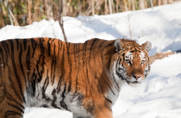  a tiger caught looking at the camera while walking through the snow