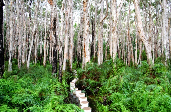 Clusters of tall slim trees with variety of plants growing on the ground