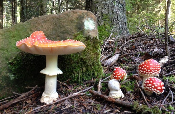  Wild mushrooms in forest 