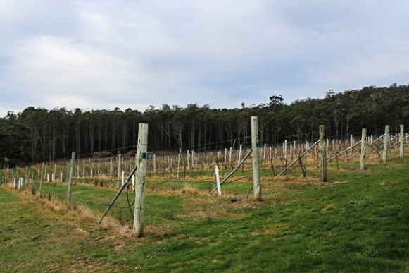 Tall trees behind the empty vineyard