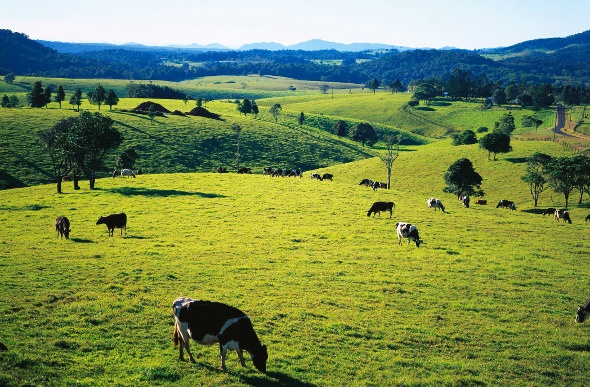 Cows roaming freely in a massive green field